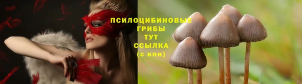 прущие грибы Абаза