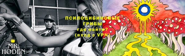 прущие грибы Абинск
